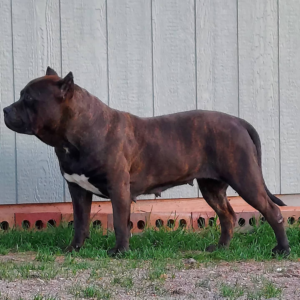 mugleston pitbulls black bully xl
