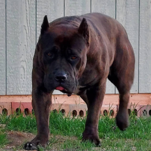 mugleston pitbulls black bully xl