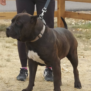 mugleston pitbulls black bully xl