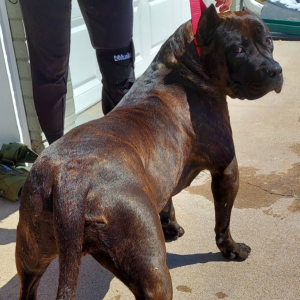 xxl exotic bully breeder CO