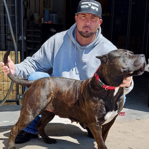 xxl exotic bully breeder CO