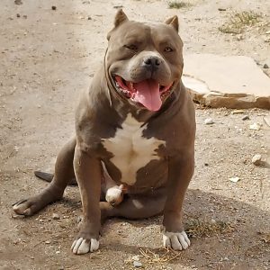 XL American Bullies New Hampshire