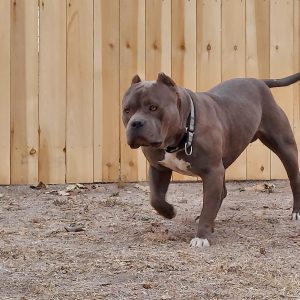biggest xl pitbulls colorado