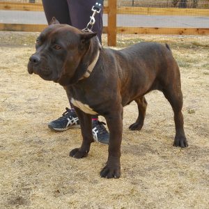 texas xl American bully breeders