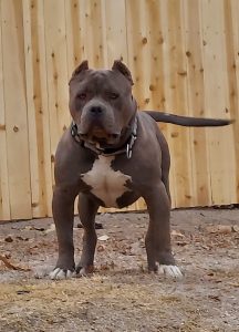 Colorado pitbull breeders