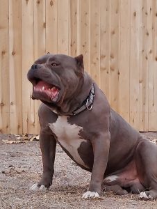 chocolate tri xl american bully puppy WA