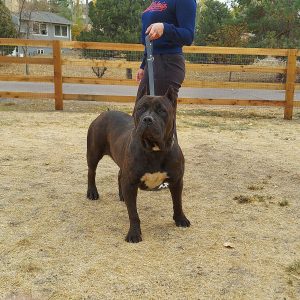 bully breeders in Oklahoma