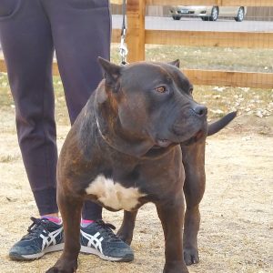 bully kennels in south Dakota