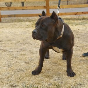 xl breeders in CO