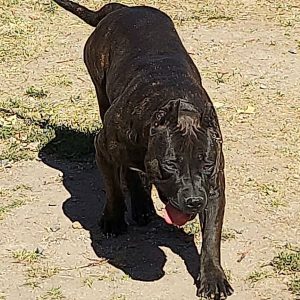 gr ch techno daughter mugleston