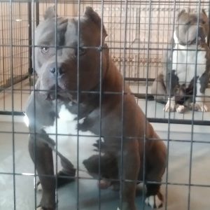 Blue XL bully puppies near me