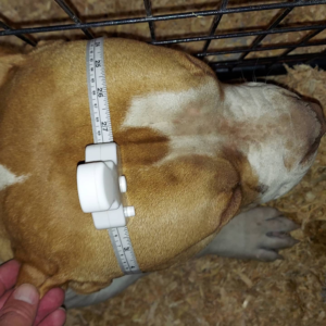 redlion bloodline bully breeders