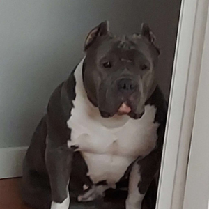 biggest blue xl bully Colorado