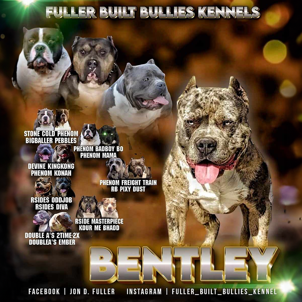 Read more about the article Bentley
