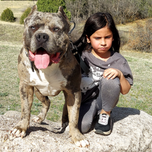 blue merle xxl bullies