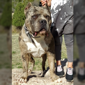 colorado bully breeders