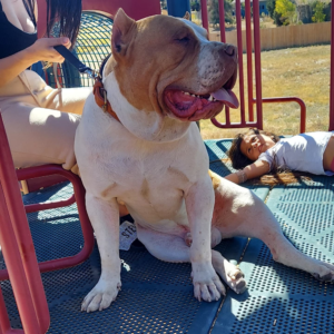 redlion bloodline bully breeders