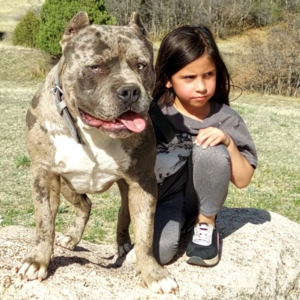 lilac xl merle bully puppy