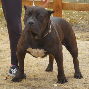 mugleston's sahara xxl grch techno daughter