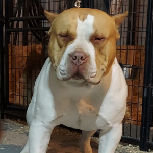 redlion bloodline bully breeders