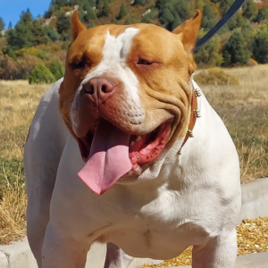 rednose bullies xl