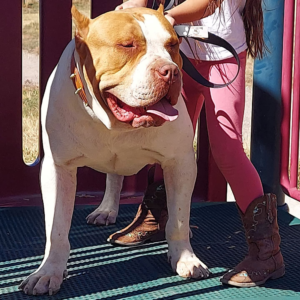 rednose bullies xl