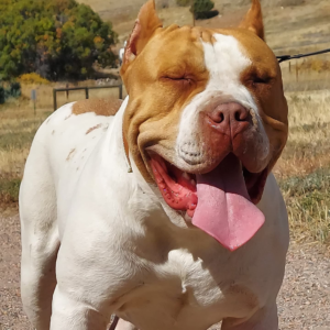 vietshark's nano xxl bully pit