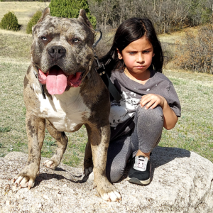 pitbull puppies for sale in colorado