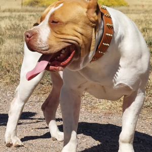 vietshark's nano xxl bully pit