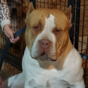 worlds biggest pitbull