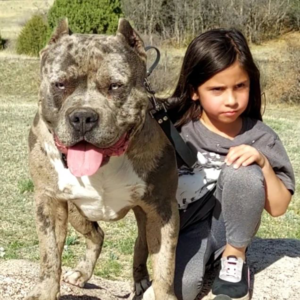 xl merle bully puppies for sale