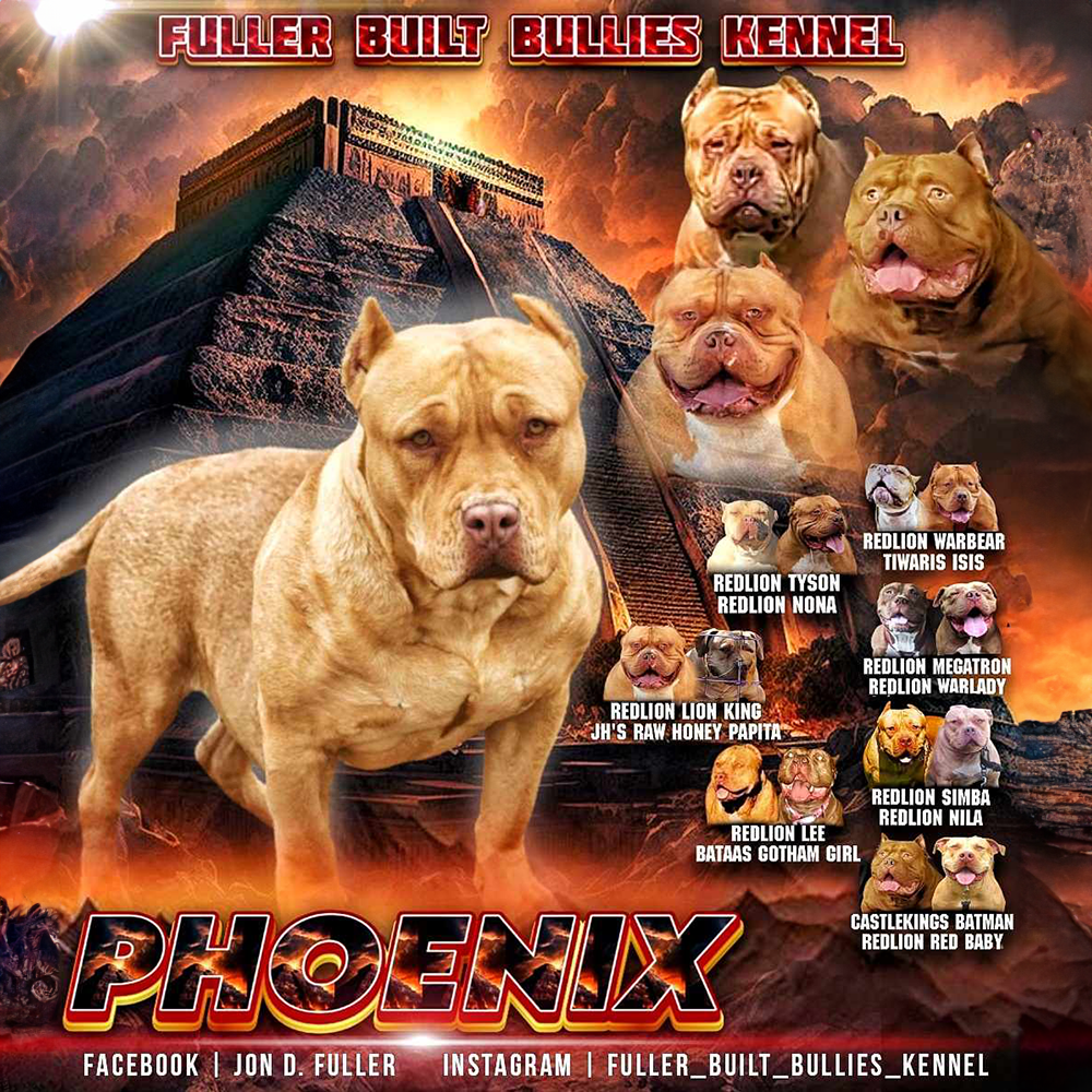 You are currently viewing Phoenix