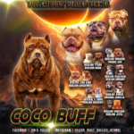 Coco Buff