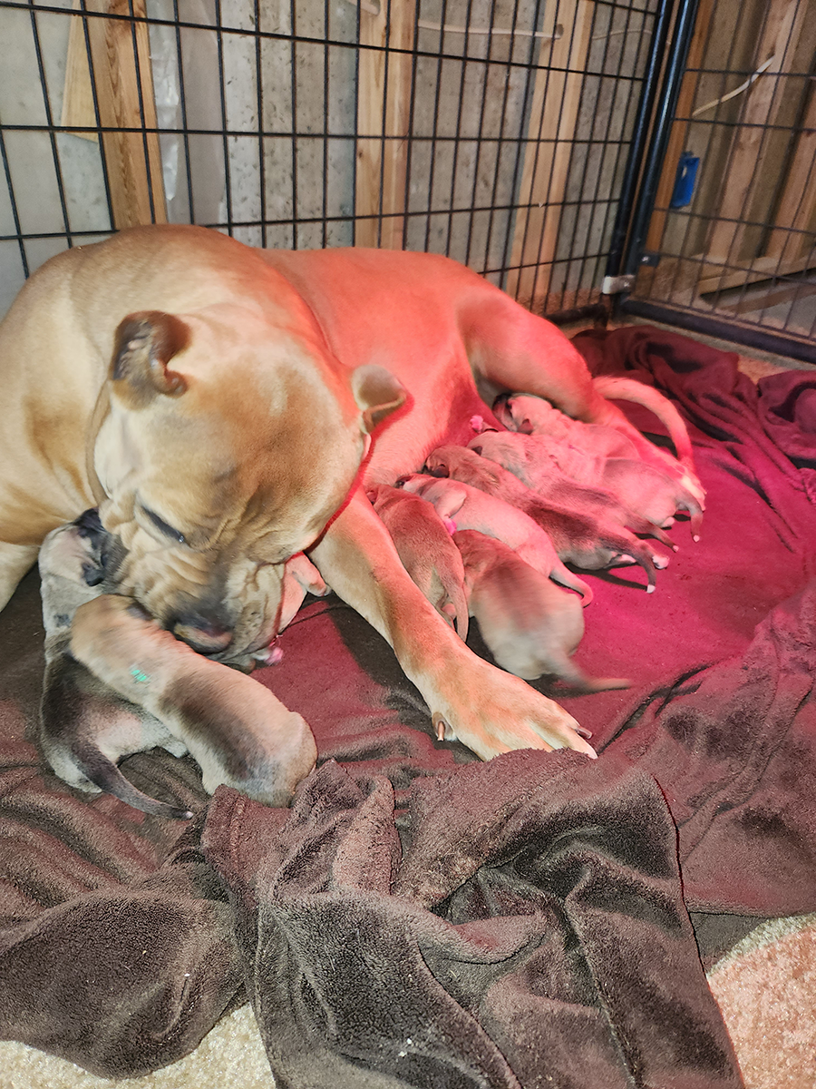 xl american bullies puppies for sale near me colorado